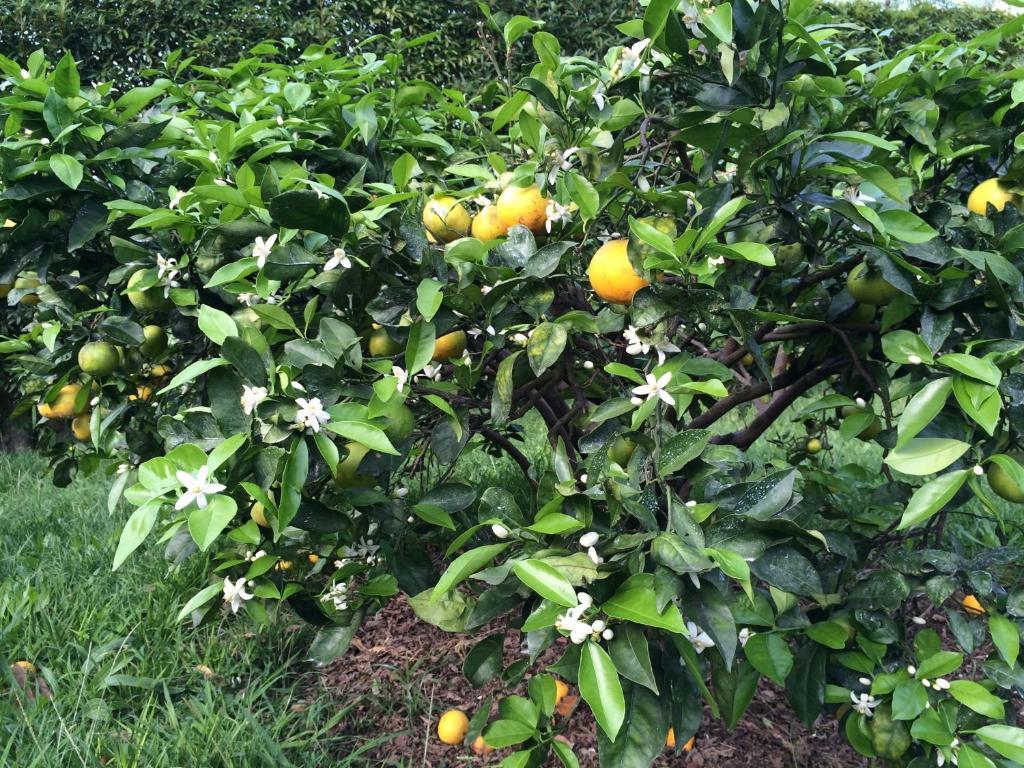 فيلا Quinta De Santa Clara Ponta Delgada المظهر الخارجي الصورة